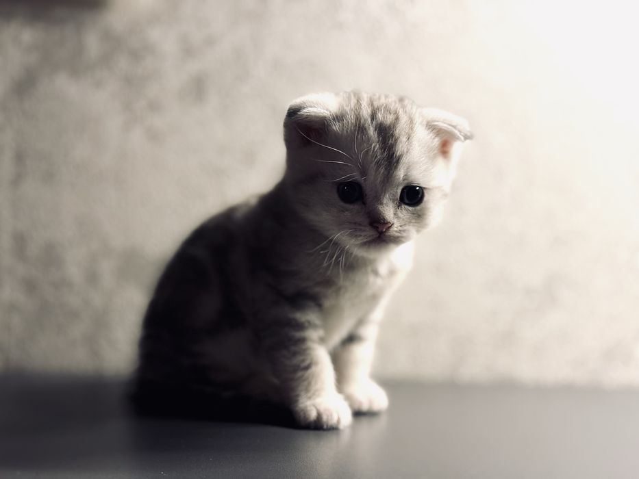 Продам Котят Шотланские