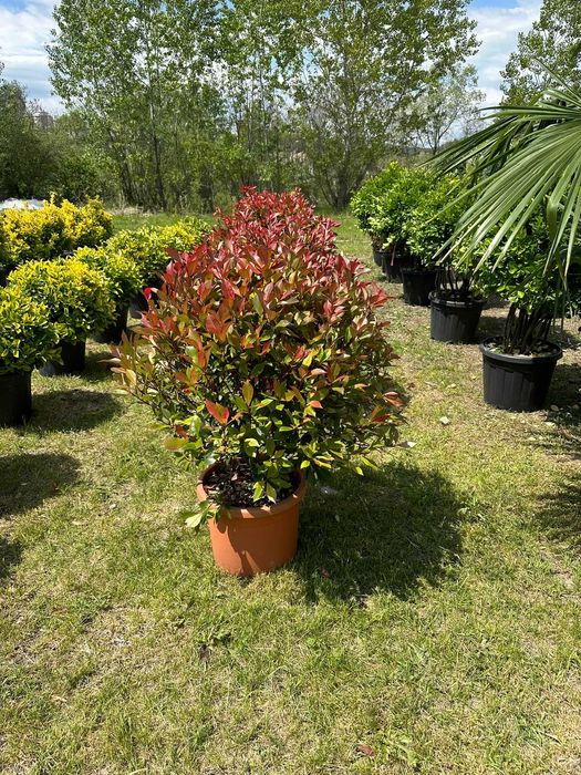 Plante Photinia Red Robin sănătoase cu plantare și transport incluse