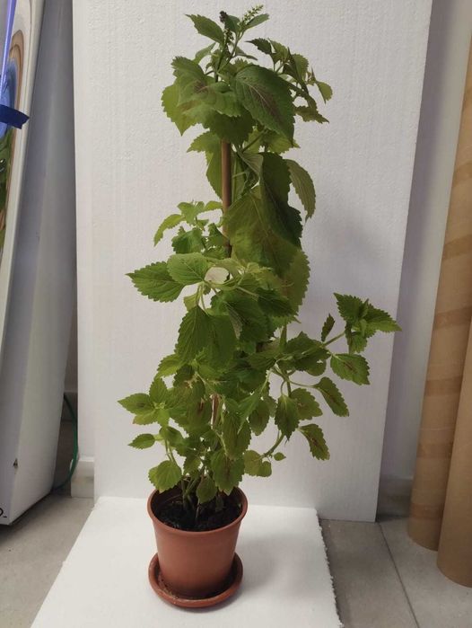 Planta decorativa Coleus blumei