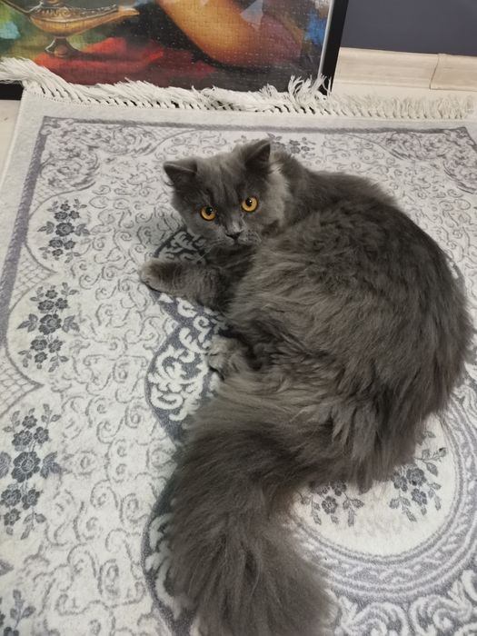 Британски мъжки Котета