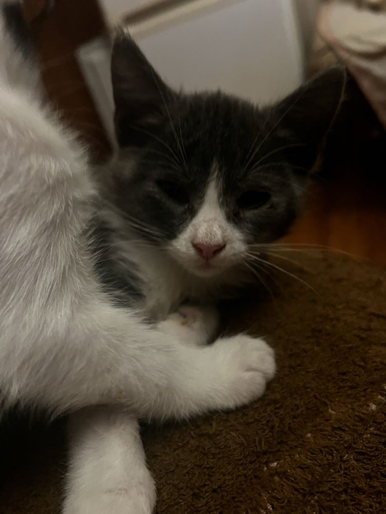 Безплатни котенца