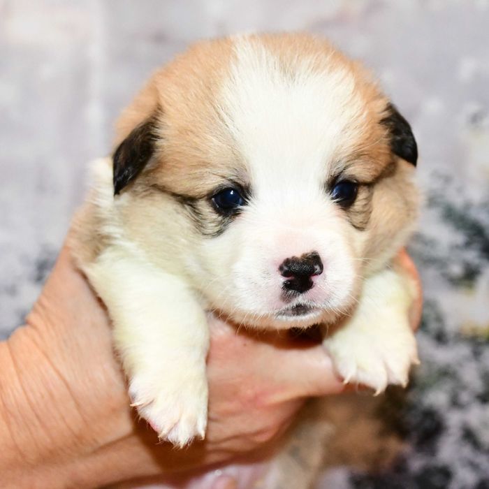 Cățeluș Corgi, vaccinat, microcipat, pedigree tip A