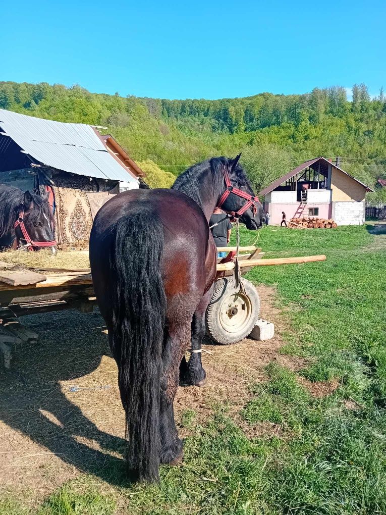 De vazare cal armăsar 4 ani