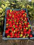 Capsuni de toamna din soiul murano dulci si gustoase crescute ecologic