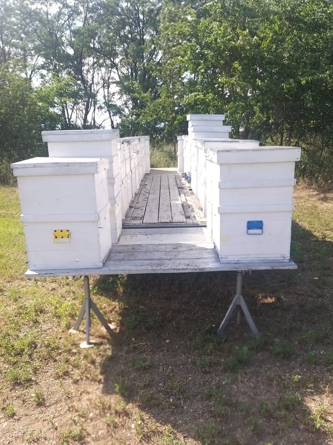 Vând 20 familii albine