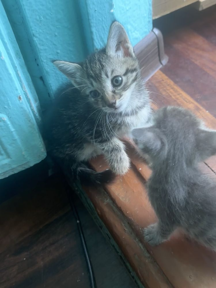 Котенок серый !!