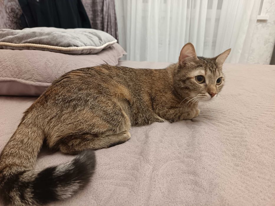 Продаю годовалую кошку