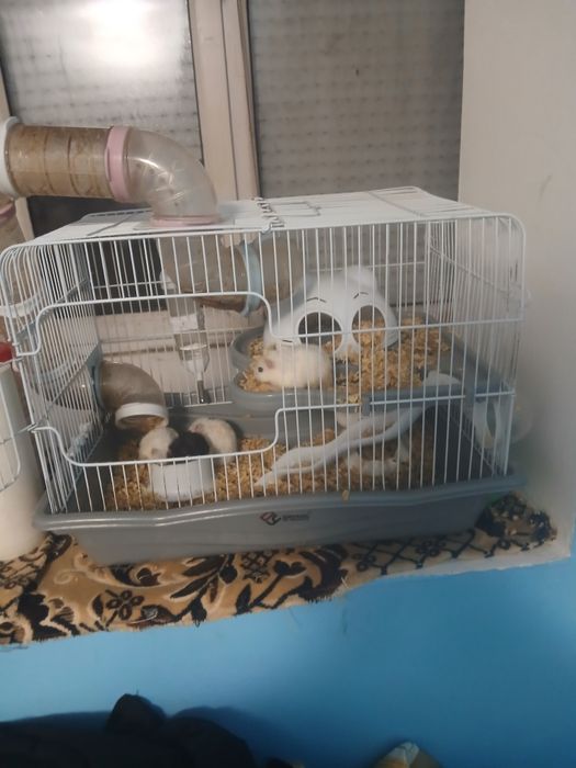 Vând hamsteri  pitici