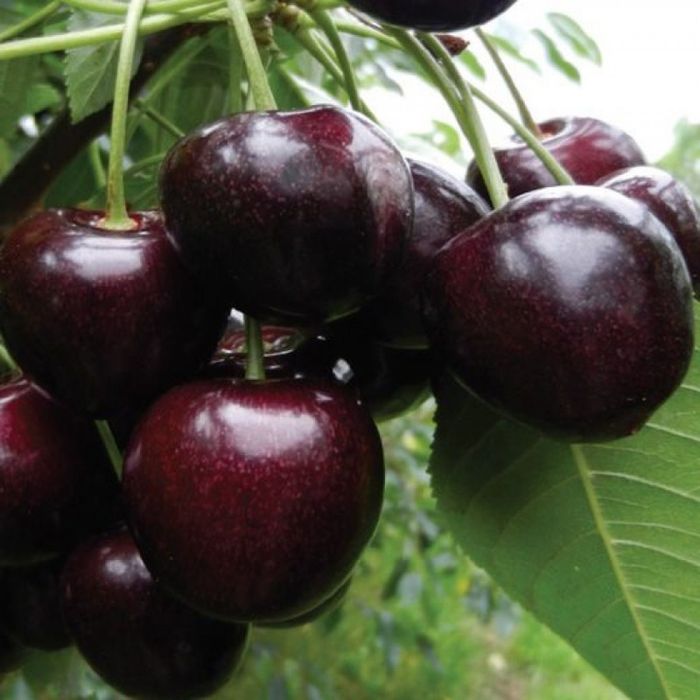 Pomi fructiferi deosebiti  Cires de August soiul  George