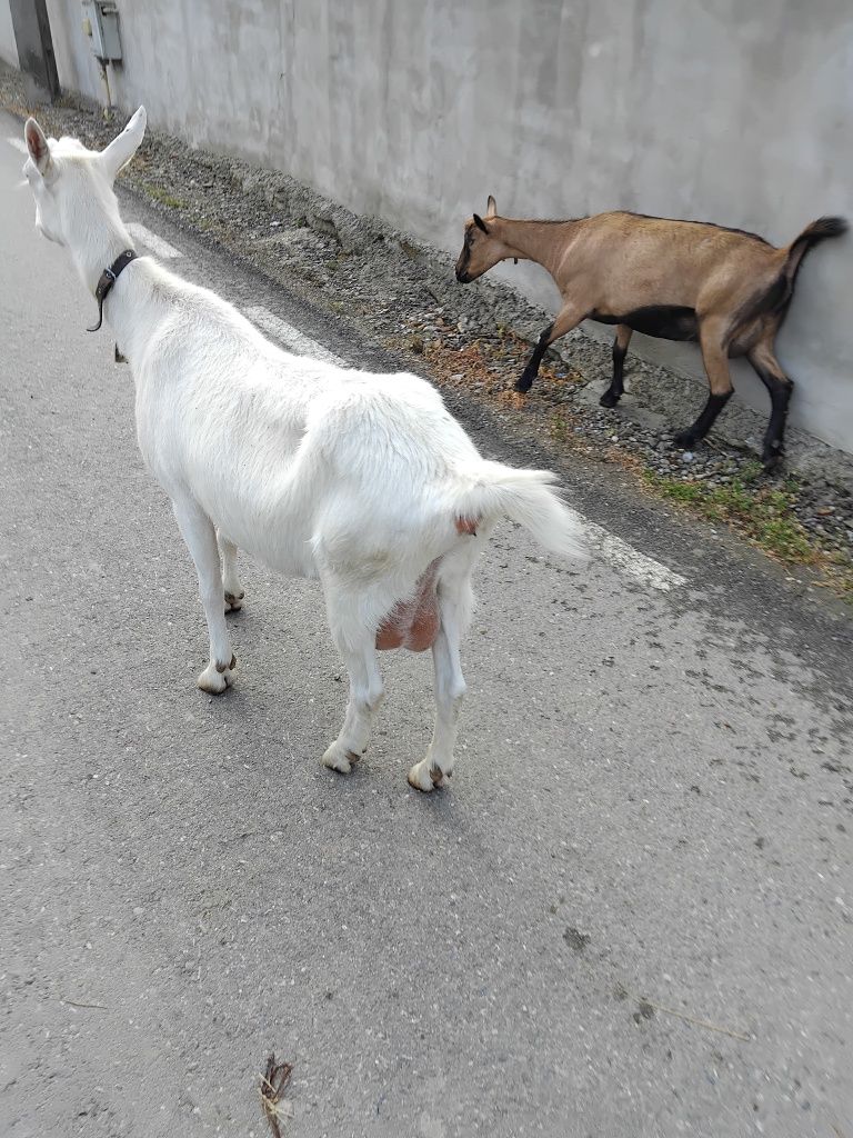 Capra alpina franceza și capra sannen gestanta