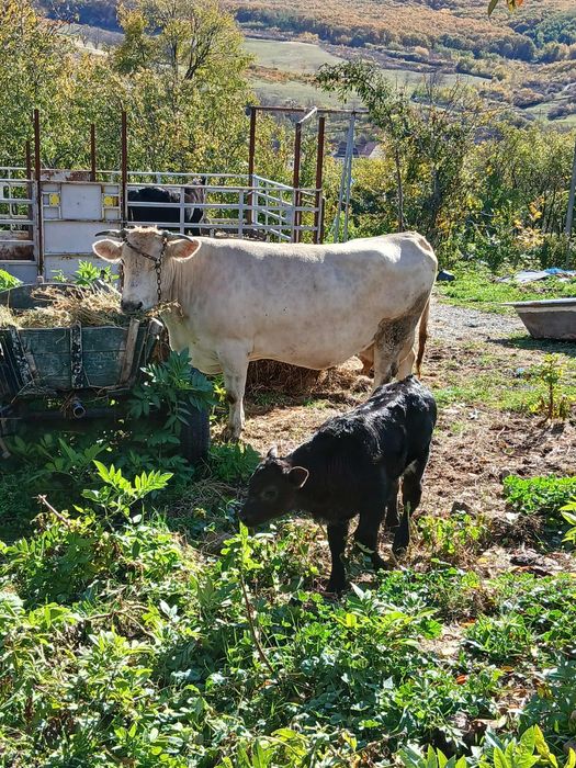 Vând vaca cu vitel belgian