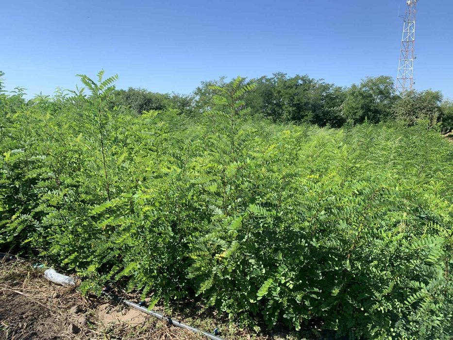 Vand puieti de salcam pepiniera proprie 2025