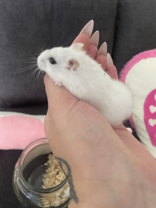 Donez femela hamster