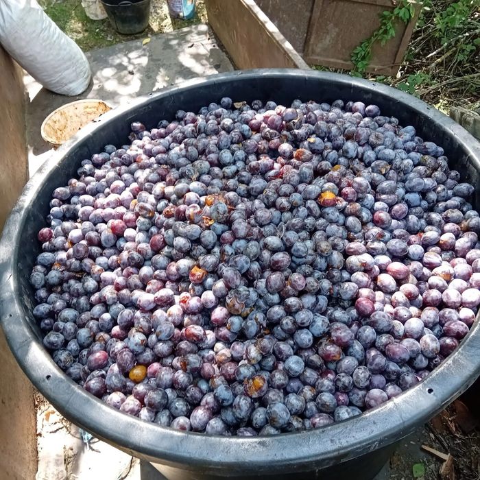 Prune gata culese de vanzare