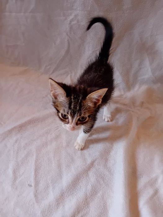 Подарявам котенца