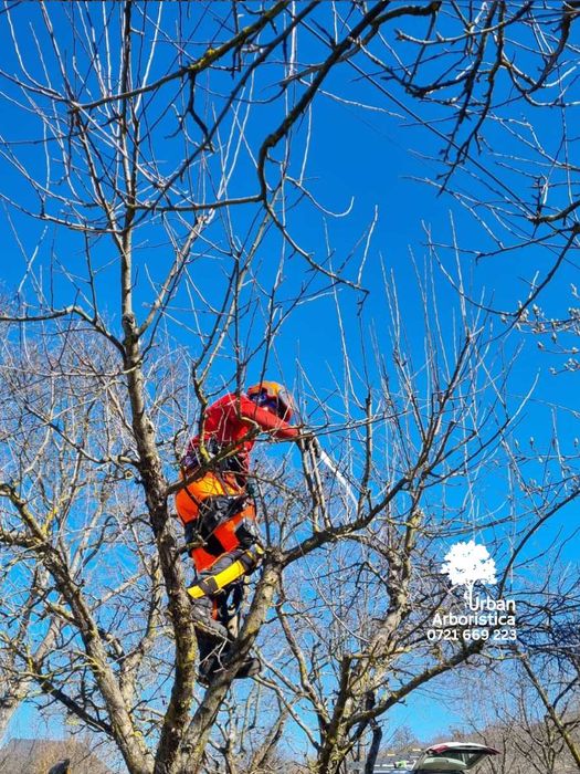 Toaletare Taiere Copaci Pomi - Servicii Firma Arborist Timișoara