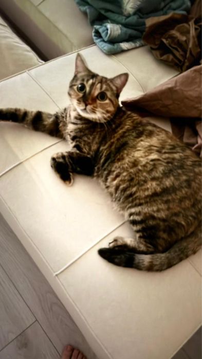 Кошка , отдаем в хорошие руки связи с переездом за границу СРОЧНО!!!