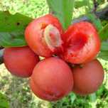Prun Jamaica.   .
