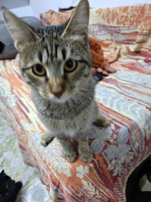 Кошечка Мыша ищет дом