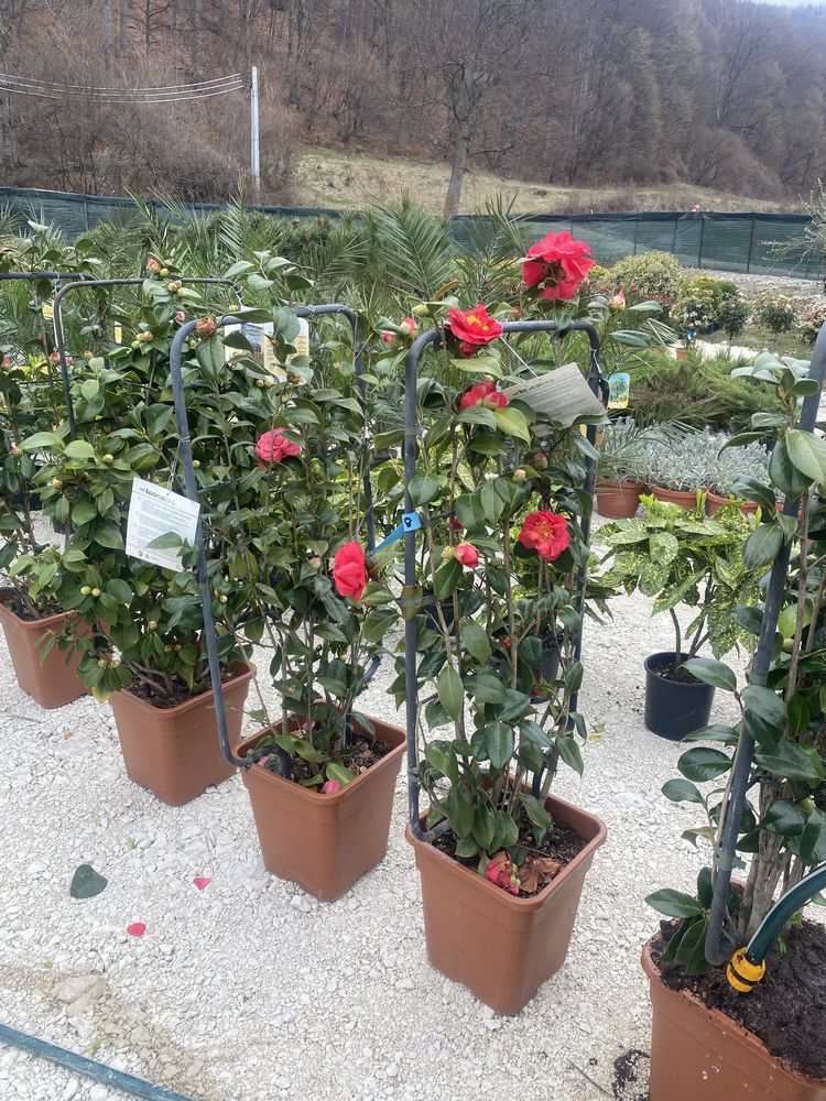 Camelias roze si plante pt grădină