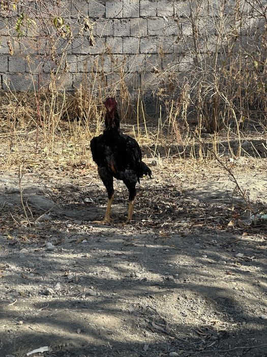 Otasi rassiyadan keltirilga xoroz