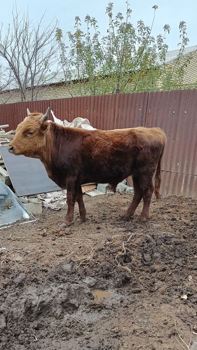 Семіз тай өгіз сатылады.