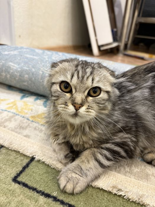 Продам шотладнский кошка