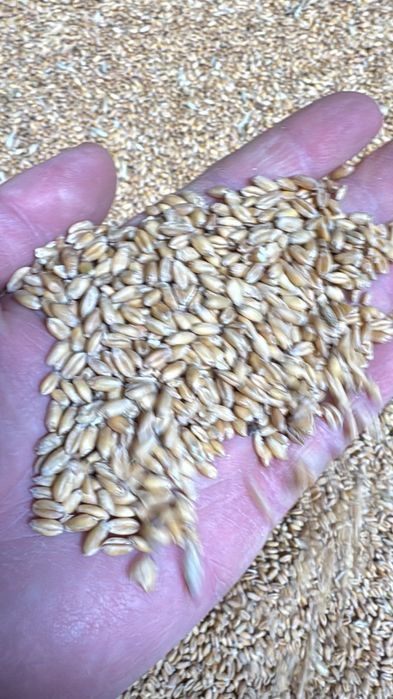 Арпа, бидай, арпа    уак