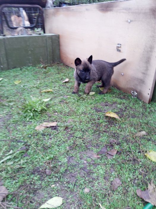 Белгийска овчарка Малиноа