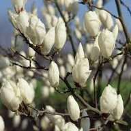 Magnolia rubra rustica