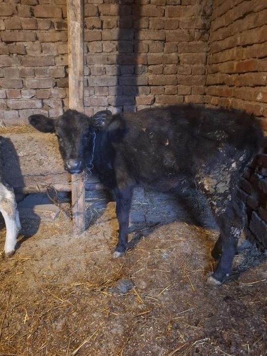 Продавам телета.