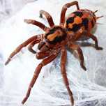 Puii Tarantula Pitica Hapalopus