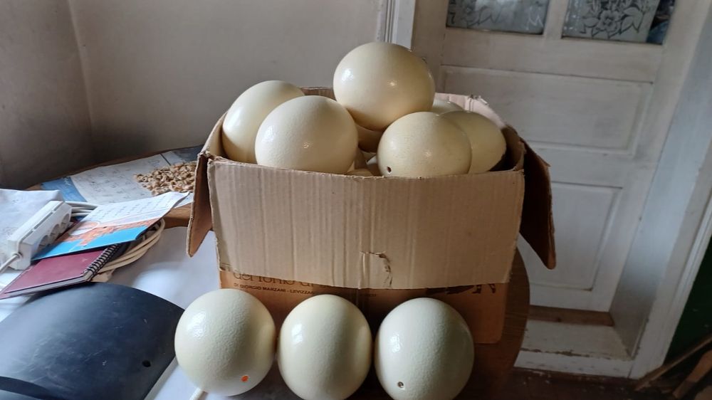 Vînd ouă de struți