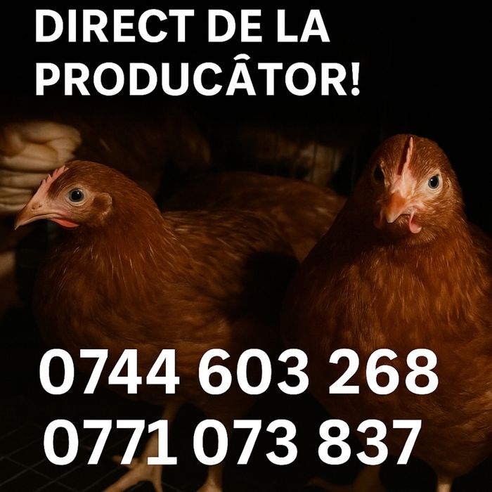 Puicute ouataoare direct de la ferma!