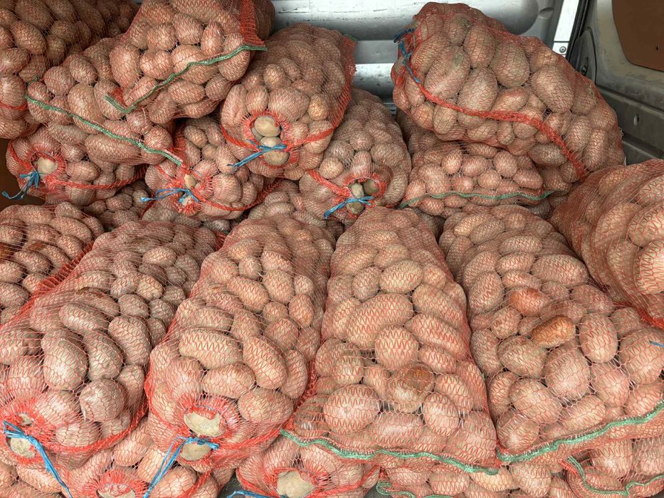 Cartofi rosii Bellarossa