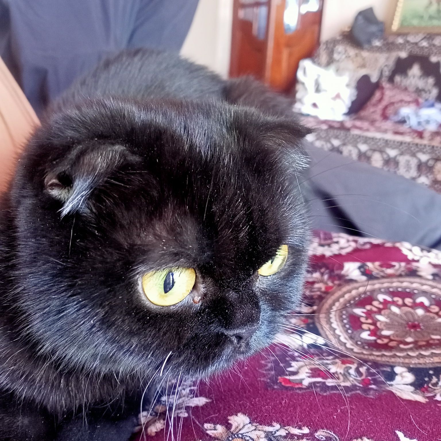 Scottish fold toza .