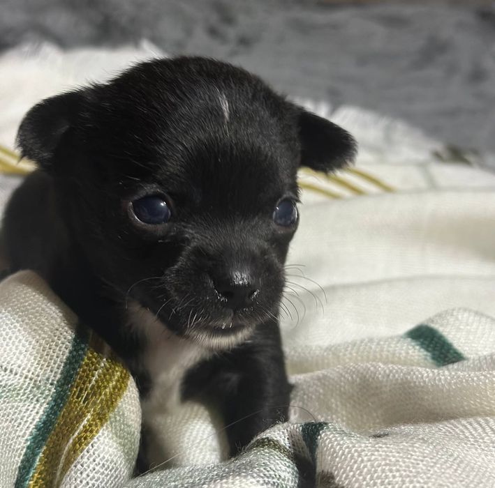 К  продаже готовятся прекрасные мини чихуахуа.чистокровные