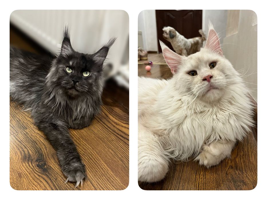 Baietel Maine Coon PEDIGREE Felisa