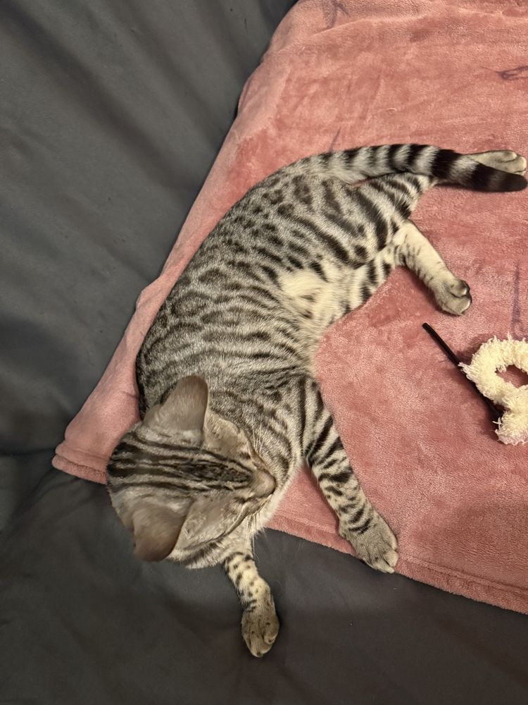 Бенгалска котка кръстоска 3м