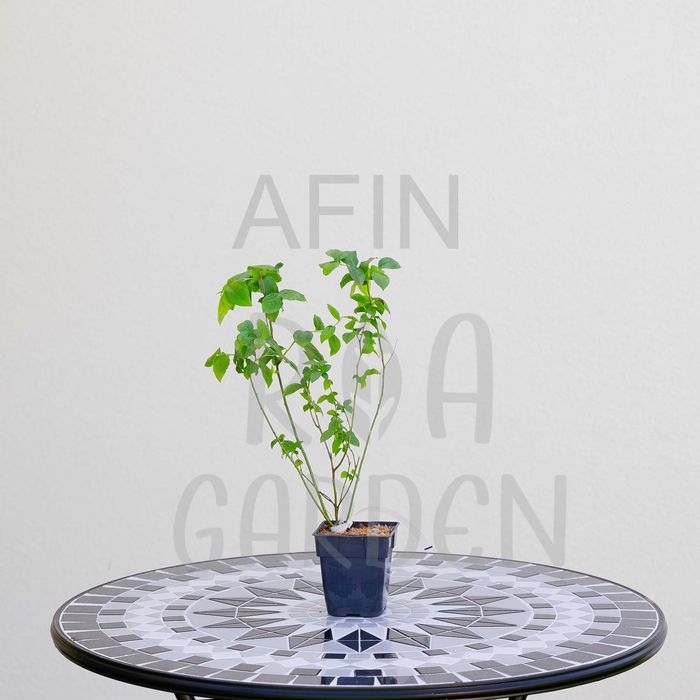 Arbuști fructiferi – Afin, Agriș, Amelanchier, Aronia, Coacăz, Dud!