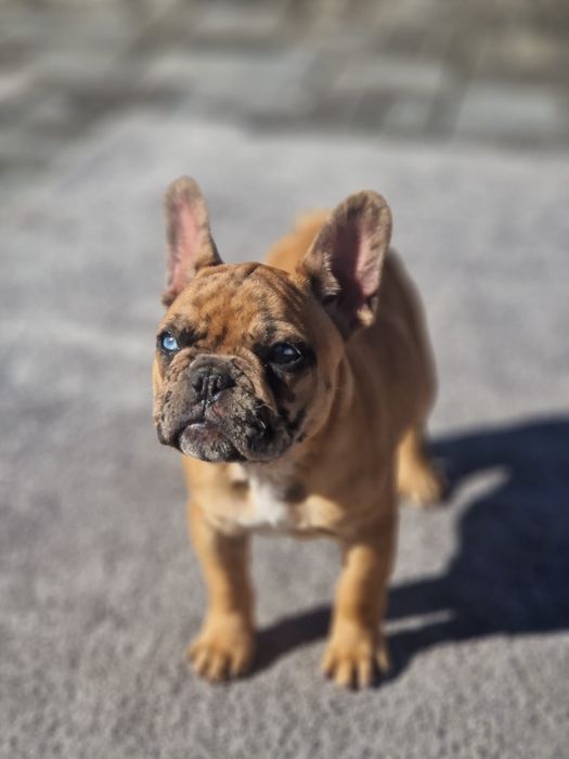 Bulldog francez femela
