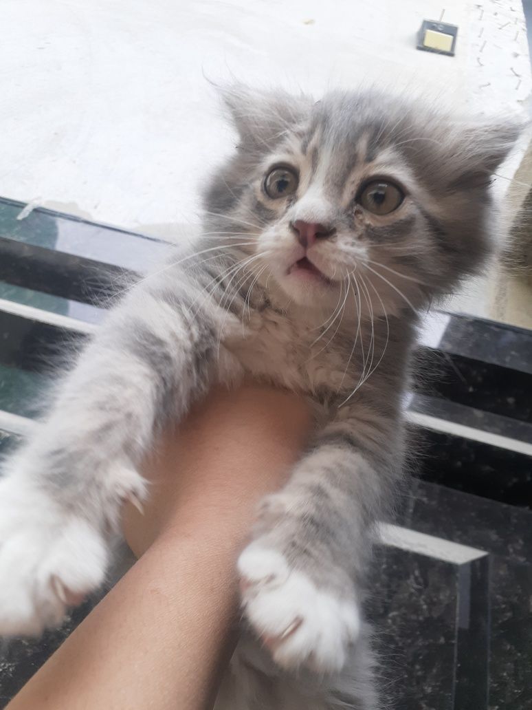 Отдам в хорошие руки котят