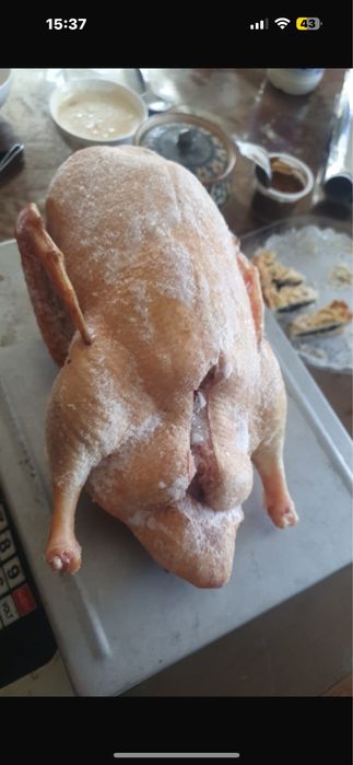 Мясо утки продаю оптом и в розницу