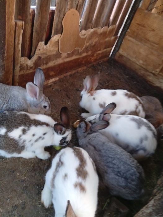 Iepurași de vanzare