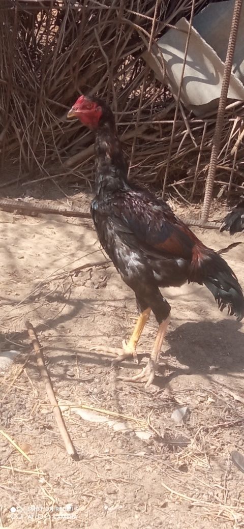 Dakan jojalar sotiladi