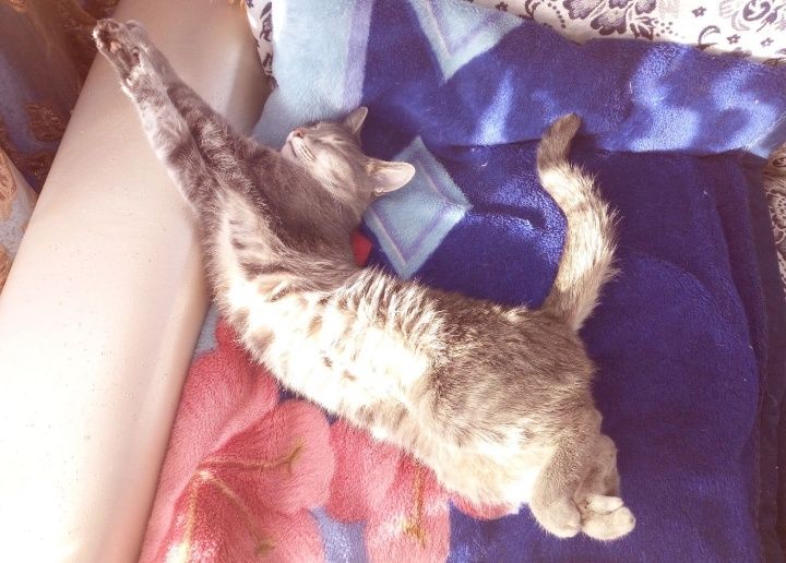 Потерялась кошка