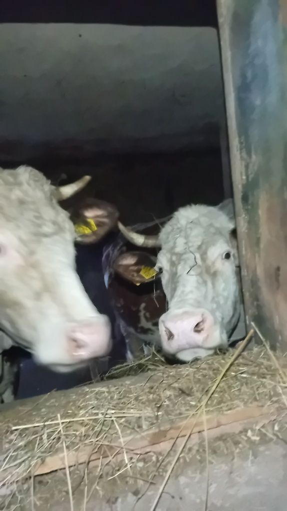 Vaca de 8 ani, gestantă