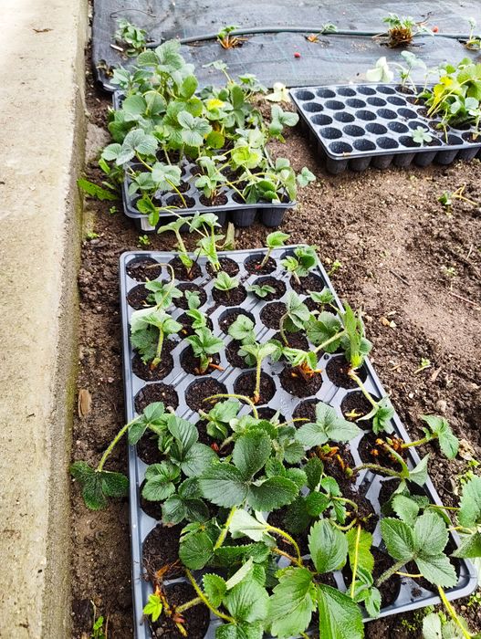 Разсад ягоди и малини