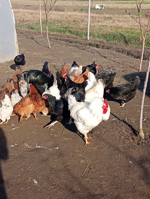 Păsări de vânzare