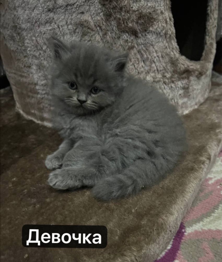 Милые котята